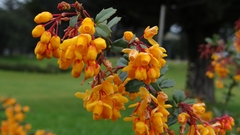 Berberis darwinii