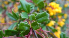 Berberis darwinii