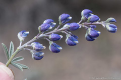 Lupinus meionanthus