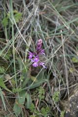 Orchis quadripunctata