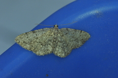 Aethalura intertexta