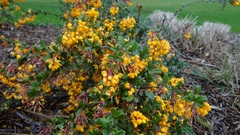 Berberis darwinii