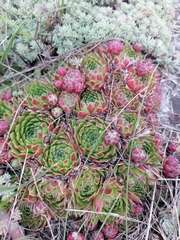 Sempervivum globiferum