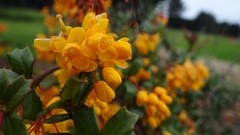 Berberis darwinii