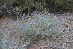 Lupinus meionanthus
