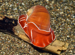 Naticarius orientalis