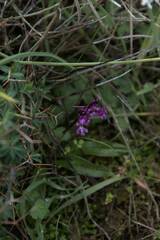 Orchis quadripunctata