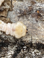 Dicerca lurida