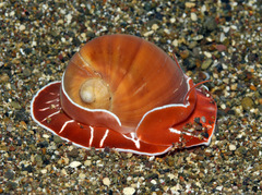 Naticarius orientalis