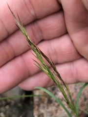 Heteropogon contortus
