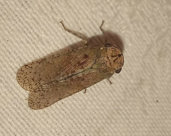 Calyptoproctus