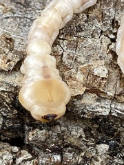 Dicerca lurida
