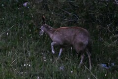 Moschus chrysogaster