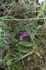 Orchis quadripunctata