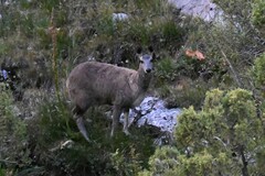 Moschus chrysogaster