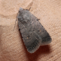 Caradrina flavirena
