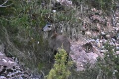 Moschus chrysogaster