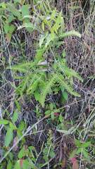 Gleicheniaceae