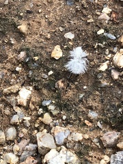 Dasymutilla gloriosa