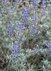 Lupinus meionanthus