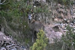 Moschus chrysogaster