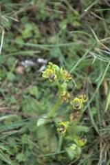Ophrys