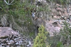 Moschus chrysogaster