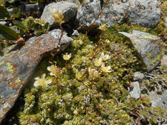 Saxifraga bryoides