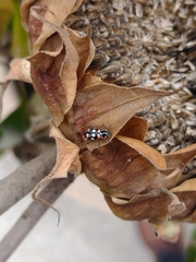 Eriopis connexa
