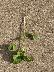 Malvastrum coromandelianum