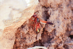 Rhynchium oculatum