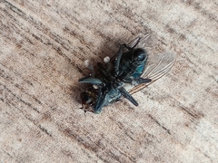 Sarconesia chlorogaster