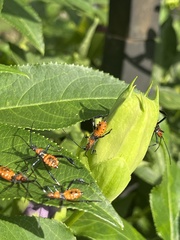 Leptoglossus phyllopus