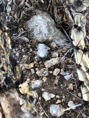 Dasymutilla gloriosa