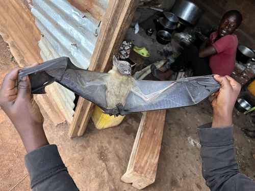 Straw-coloured Fruit Bat