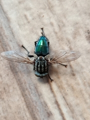 Sarconesia chlorogaster
