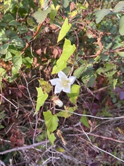 Calystegia sepium