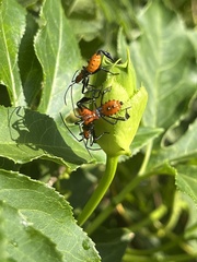 Leptoglossus phyllopus
