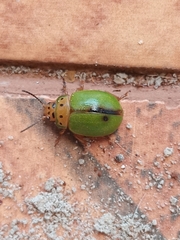 Platyphora quadrisignata