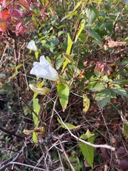 Calystegia sepium
