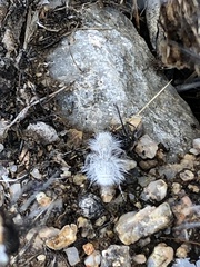 Dasymutilla gloriosa