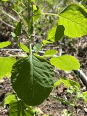 Ptelea trifoliata