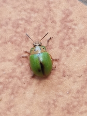 Platyphora quadrisignata