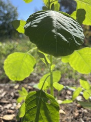 Ptelea trifoliata