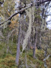 Alectoria sarmentosa