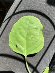 Ptelea trifoliata
