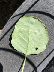 Ptelea trifoliata