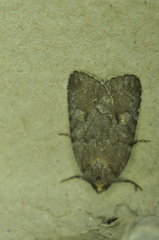 Sympistis dentata
