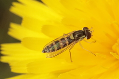 Sphaerophoria scripta