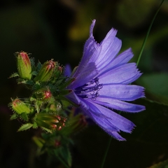 Cichorium intybus